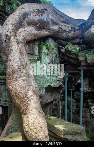 La combinazione fotogenica e atmosferica di alberi che crescono dalle rovine e dai dintorni della giungla hanno reso Ta Prohm Foto Stock