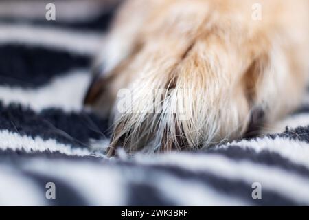 Zampa di cane bianco a casa primo piano, foto macro Foto Stock