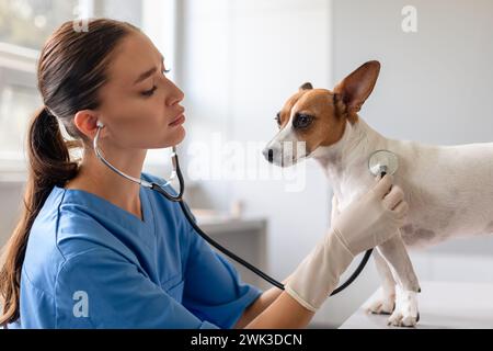 Donna veterinario in scrub esamina attentamente la salute di Jack Russell Foto Stock