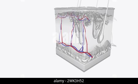 Illustrazione 3d strati di pelle dei vasi Foto Stock