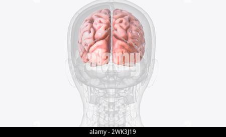 La corteccia cerebrale, nota anche come mantello cerebrale, è lo strato esterno del tessuto neurale del cervello negli esseri umani e in altri mammiferi Foto Stock