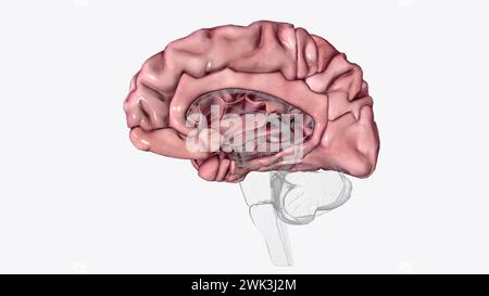 La corteccia cerebrale, nota anche come mantello cerebrale, è lo strato esterno del tessuto neurale del cervello negli esseri umani e in altri mammiferi 3 Foto Stock