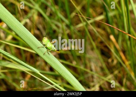 Un cavalletto verde si siede sull'erba, è pronto a saltare. Vista laterale di una cavalletta. Foto Stock
