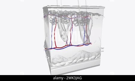 Illustrazione 3d strati di pelle dei vasi Foto Stock