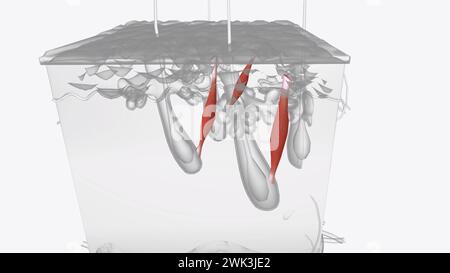 Illustrazione 3d Skin Layers of Arrector pili Muscles Foto Stock