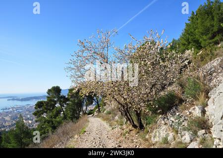 Mandorli in fiore su una trincea del Mont Faron Toulon Provence  Foto Stock