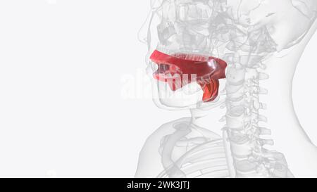 La cavità orale, meglio nota come bocca, è l'inizio dell'illustrazione 3d del canale alimentare Foto Stock