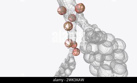 Gli alveoli sono piccole sacche d'aria a forma di palloncino situate alla fine dei bronchioli, i tubi simili a diramazioni nei polmoni illustrazione 3d. Foto Stock