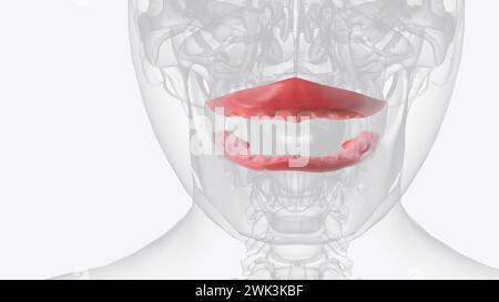 La gengiva (gengive) si trova nella cavità orale degli esseri umani che circondano parte dei loro denti illustrazione 3d. Foto Stock