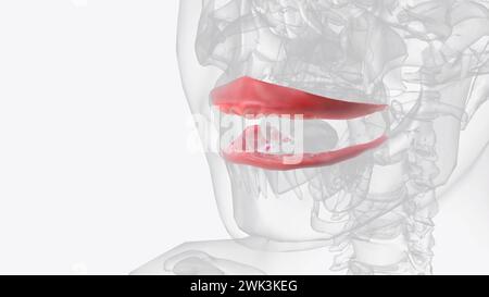 La gengiva (gengive) si trova nella cavità orale degli esseri umani che circondano parte dei loro denti illustrazione 3d. Foto Stock