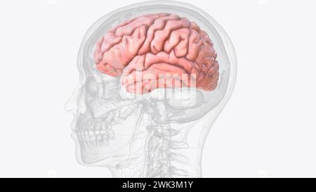 La corteccia cerebrale, nota anche come mantello cerebrale, è lo strato esterno del tessuto neurale del cervello negli esseri umani e in altri mammiferi Foto Stock