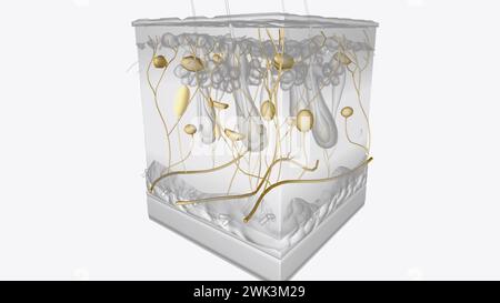 Illustrazione 3d strati di pelle del sistema nervoso Foto Stock