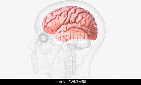 La corteccia cerebrale, nota anche come mantello cerebrale, è lo strato esterno del tessuto neurale del cervello negli esseri umani e in altri mammiferi Foto Stock