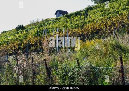 Vigneti su un pendio - vigneto coltivato accanto a vigneto sovrastato. Girato a Lemberg a Stoccarda Feuerbach in autunno. Foto Stock