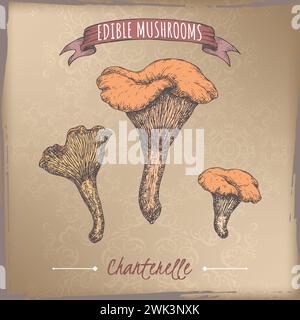 Cantharellus cibarius, noto anche come canterella dorata, schizzo su sfondo vintage. Serie di funghi commestibili. Illustrazione Vettoriale