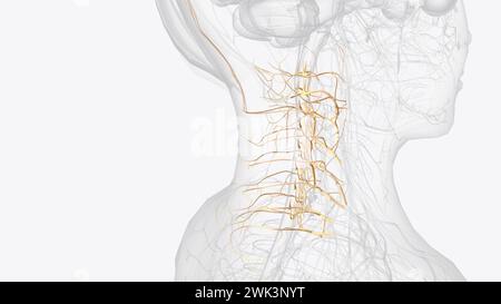 I nervi spinali cervicali, a volte chiamati boccali nervosi, escono dal canale spinale attraverso il neuroforame in coppie illustrazione 3d. Foto Stock