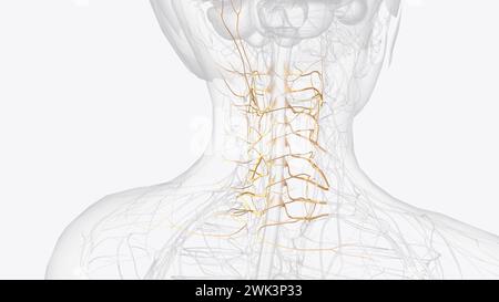 I nervi spinali cervicali, a volte chiamati boccali nervosi, escono dal canale spinale attraverso il neuroforame in coppie illustrazione 3d. Foto Stock