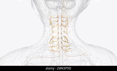 I nervi spinali cervicali, a volte chiamati boccali nervosi, escono dal canale spinale attraverso il neuroforame in coppie illustrazione 3d. Foto Stock