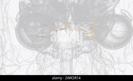 Illustrazione 3d del nervo oculomotore e dei rami CN III Foto Stock