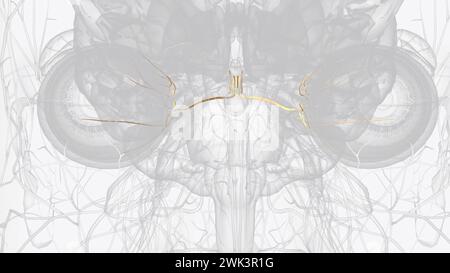 Illustrazione 3d del nervo oculomotore e dei rami CN III Foto Stock