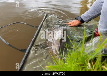 Il pescatore che rilascia pesce vivo (carpa comune) di nuovo nell'acqua dopo averla mostrata. Foto Stock