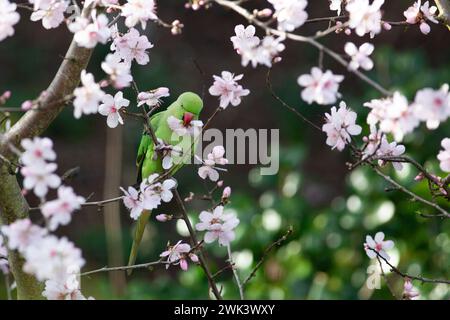 UK weather, 18 February 2024: Green ringneck (or rose-ringed) parakeets in a garden in Clapham, south London, eat the blossoms of an almond tree during a spell of windy by mild weather in the south of England. Credit: Anna Watson/Alamy Live News Foto Stock