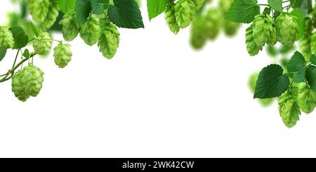 Fai saltare coni e foglie verdi su sfondo bianco. Ingredienti per la preparazione della birra. Concetto di birreria. Panorama. Ampio sfondo naturale. Luppolo fresco e maturo Foto Stock