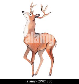 Illustrazione acquerello. Cervo con corna. Illustrazione isolata su sfondo bianco. Formato JPG. Alta risoluzione Foto Stock