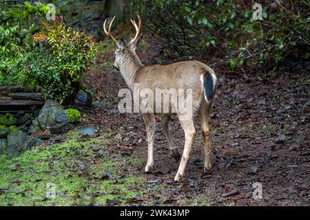 Issaquah, Washington, Stati Uniti. Vista posteriore di un cervo maschio dalla coda nera in un cortile accanto a una foresta Foto Stock