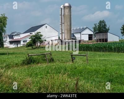 Farm Land, Lancaster, Pennsylvania, Silo e Barn con Cornfield, metà estate. Foto Stock