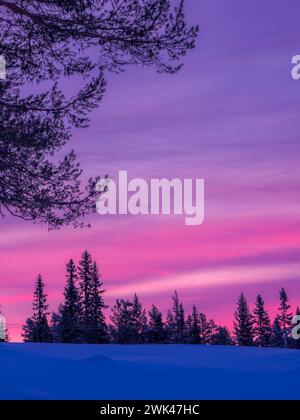 Questa immagine cattura una scena invernale mozzafiato di una foresta ricoperta di neve sotto un impressionante cielo crepuscolo, mostrando vibranti sfumature di rosa e viola Foto Stock