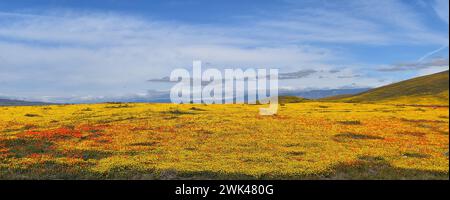 Antelope Valley California Poppy e Goldfields Superbloom 2019 Foto Stock