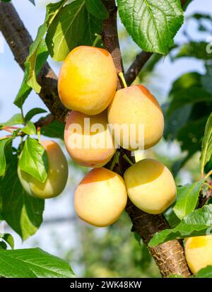 Prugna con frutti di prugna maturi. Rami con frutti succosi sulla luce del tramonto. Primo piano delle prugne mature sul ramo. Pianta organica di prugne in un frutteto. Pl Foto Stock