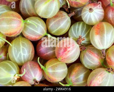 Uva spina raccolto, un raccolto di ribes maturi. Gli acini di uva spina rossa close-up. Di ribes freschi noi lo sfondo. Foto Stock