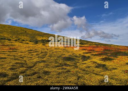 Antelope Valley California Poppy e Goldfields Superbloom 2019 Foto Stock