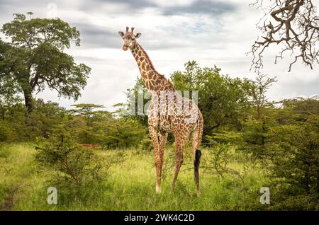 Una giraffa Masai femmina e impala nel Parco Nazionale Nyerere (riserva di Selous Game) nel sud della Tanzania. La giraffa Masai è elencata come minacciata da Th Foto Stock