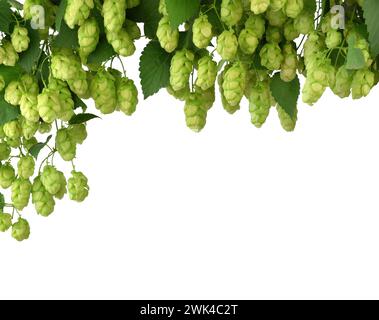 Ghirlanda di coni di luppolo e foglie verdi. Isolato senza ombra. Sfondo per l'estrazione. Il concetto di estrazione. Gli ingredienti. Pianta medicinale. Orna Foto Stock