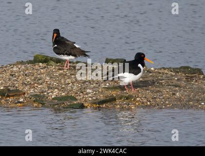 Oystercatchers (Haematopus ostralegus) su due-Tree Island, Leigh-on-Sea, Essex Foto Stock