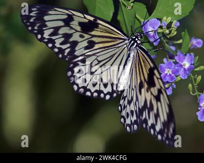 Grande ninfa dell'albero o farfalla di carta di riso (idea leuconoe) su fiori viola. Foto Stock