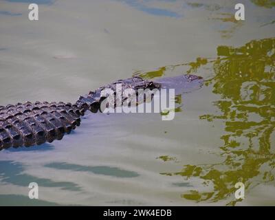 Alligatore che nuota nelle Everglades. Foto Stock