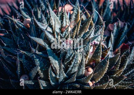 Pianta ornamentale verde di aloe con piccole spine bianche. Primo piano di una lumaca da giardino sul gambo della pianta foto. Immagine dell'atmosfera autunnale. Messa a fuoco selettiva. Alto Foto Stock