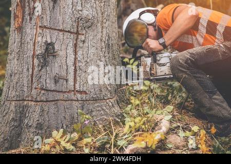Un arborista che indossa attrezzature di sicurezza e abiti che tagliano un vecchio albero di legno con una motosega Foto Stock
