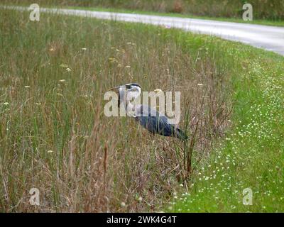 Airone blu con pesce catturato nella Shark Valley, Everglades National Park, Florida, Stati Uniti. Foto Stock