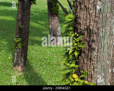 Felce epifite che cresce su un albero. Piante tropicali. Spazio negativo a sinistra. Foto Stock