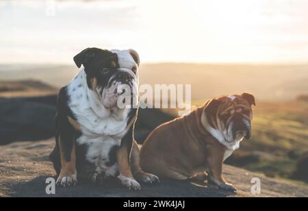 Divertente Bulldog inglese in tricromia nero fuori per una passeggiata guardando in alto nel National Park Peak District nella giornata autunnale di sole al tramonto Foto Stock