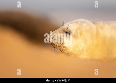 Grazioso cucciolo di Grey Seal su una spiaggia di Norfolk, Regno Unito. Foto Stock