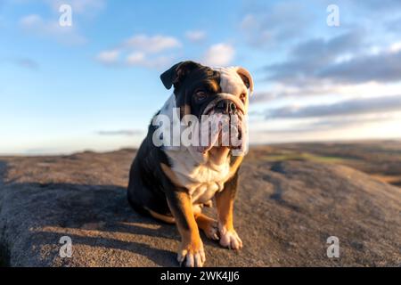 Divertente Bulldog inglese in tricromia nero fuori per una passeggiata guardando in alto nel National Park Peak District nella giornata autunnale di sole al tramonto Foto Stock