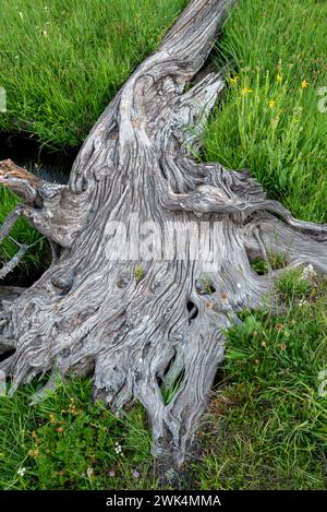 Radici di alberi nel prato, Eagle Cap Wilderness, Oregon. Foto Stock