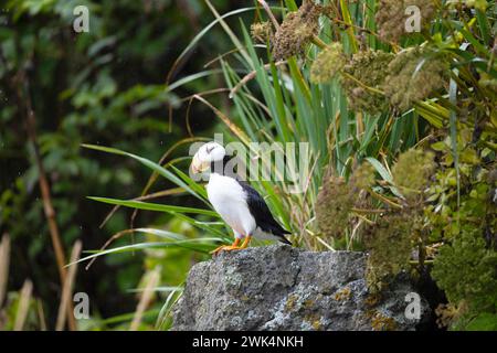 Puffin con corna a Duck Island in Alaska Foto Stock