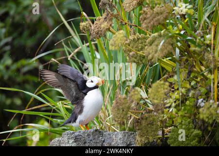 Puffin con corna a Duck Island in Alaska Foto Stock